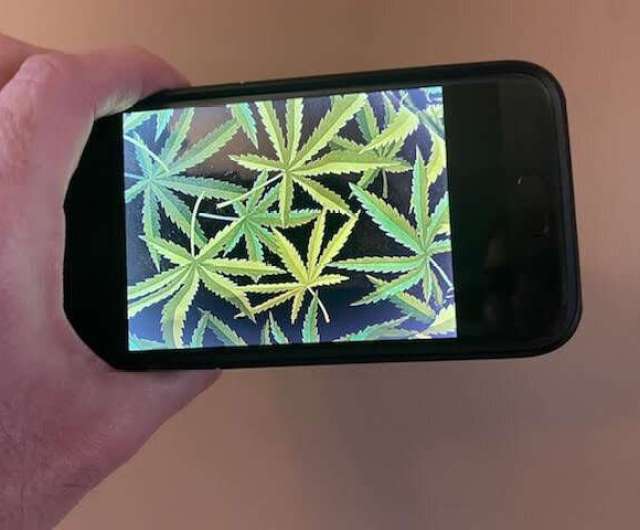 Cannabis and social media. Credit: Rutgers Center of Alcohol & Substance Use Studies Despite restrictions, recreational cannabis companies use marketing that appeals to adolescents: Study